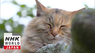 Ehime: Cats in a Literary Town - A Cat's-Eye View of Japan