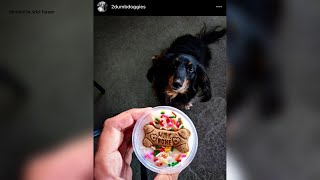 Dog-friendly dining spots