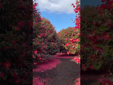 π°π·South Koreaπ°π· Places On Earth That Don't Feel Real
