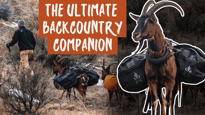 Dylan the Goat Guy  His Top 3 Reasons Pack Goats are the Best Pack Animal  for Backcountry Hunting 
