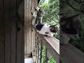 Cute cats #cat #cute #kitten #cutecat #carshorts #meow
