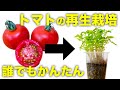 【再生野菜】スーパーのトマトを再生栽培する方法！種だけ植えると丸ごとより早く芽が出る【リボベジ】