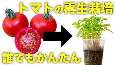 【再生野菜】スーパーのトマトを再生栽培する方法！種だけ植えると丸ごとより早く芽が出る【リボベジ】