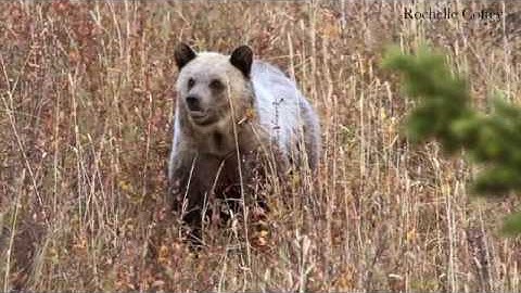 Physical differences between black bears and grizzly bears