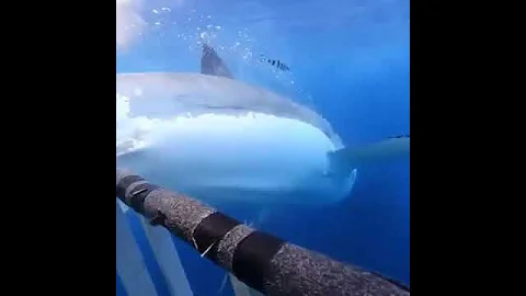 🦈Сила укуса акулы🦈