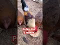 pollos round head 6 meses