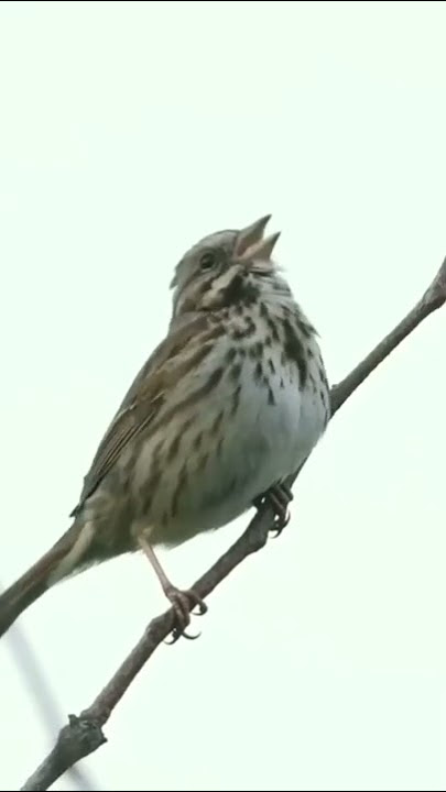 Sonidos de pájaros❤🐦