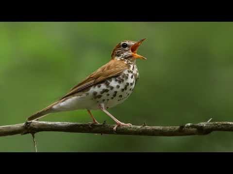 bird-chirp-notification-sound-|-free-ringtone-downloads