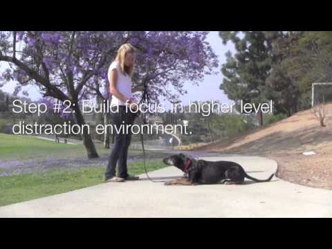 greyhound-mix:-leash-training