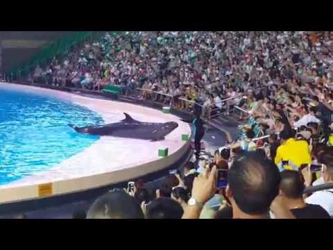 Dolphin Show part 1