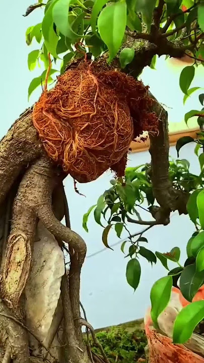 #bonsai #beringin #ficus #plants