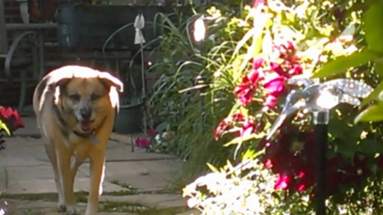 Faeries / nature spirits / elementals