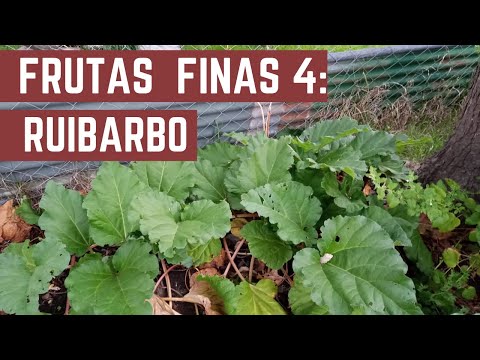 Video: Dividir el ruibarbo - Cuándo y cómo dividir las plantas de ruibarbo