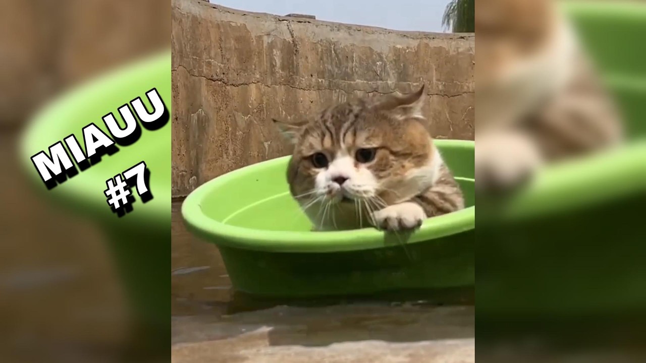 SI RIES O TE DA TERNURA PIERDES - DIFICIL GANAR (99,999% FALLA) - VIDEOS DE GATOS 7 🐱🐱