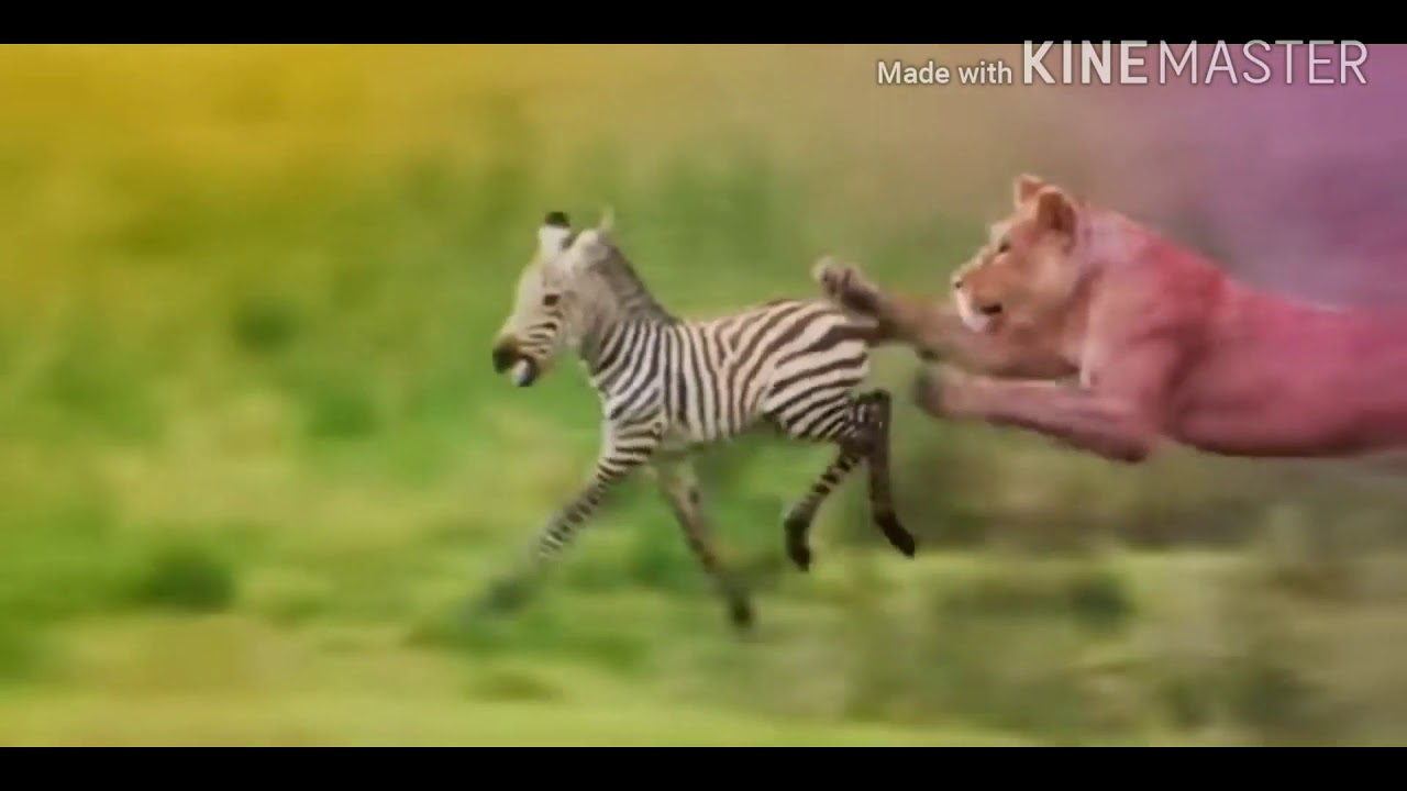 NATUREANDWILDLIFEBEAUTY NATURE AND WILDLIFE BEAUTY BIGGEST WILD