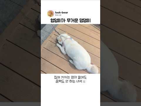 댕댕이가 꿈쩍도 하지 않은 진짜 이유 thumbnail