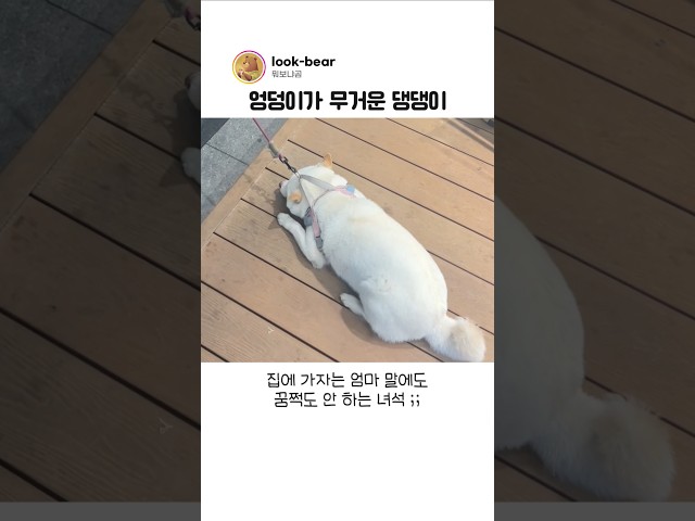 댕댕이가 꿈쩍도 하지 않은 진짜 이유