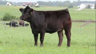 Ott 7 Heifer