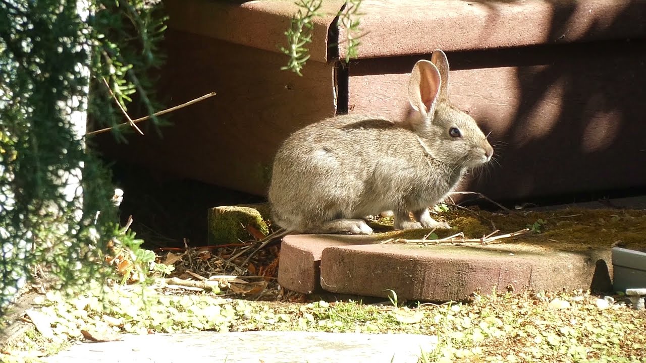 Wild Bunny Meditation No.1 ~ June 2021