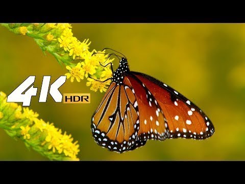 4k videos lagging on pc 4k hdr10 60fps video for 4k oled tv