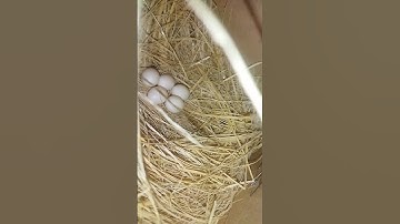 Java Sparrow Laying 8 eggs  #shorts #ytshorts