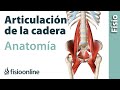 ARTICULACIÓN DE LA CADERA. Anatomía, huesos, ligamentos, movimientos y curiosidades.