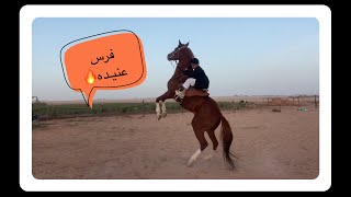 فرس عنيده انطلقت بسعد. عينك على التصرف. بفضل من الله. (مربط الارسان بحائل)👏🏻😍🐎