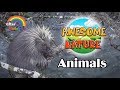 Cute Animals | Learning Nature for Babies and Kids | Videos for Baby