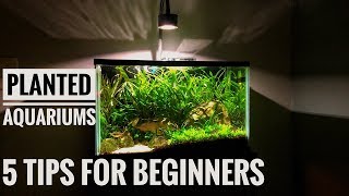 PLANTED AQUARIUMS FOR BEGINNERS! 5 tips for lowtech tanks