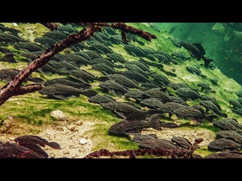 Pleco Invasion - Trouble in Blue Spring State Park