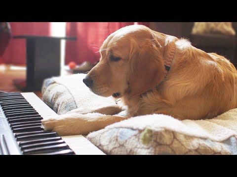 dog doesn't play piano