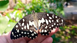 أجمل الفراشات فراشة الربيع ??Butterfly