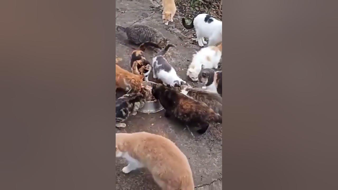котики-дачники ...ужинают - YouTube
