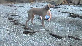 Weimaraner and German Shorthaired Pointer