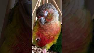 Conure Conure Parrot Taking A Nap