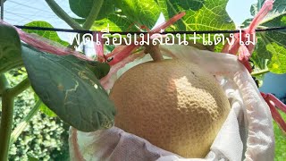 พูดเรื่องเมล่อน+🍈🍉ครับ