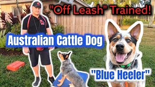 Australian Cattle Dog Fully Trained 'OffLeash'