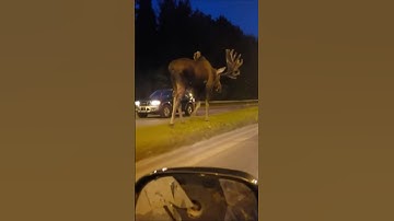 The Worst Animals To Hit While Driving... #wildlife #moose #fastestanimal #shortsfeed