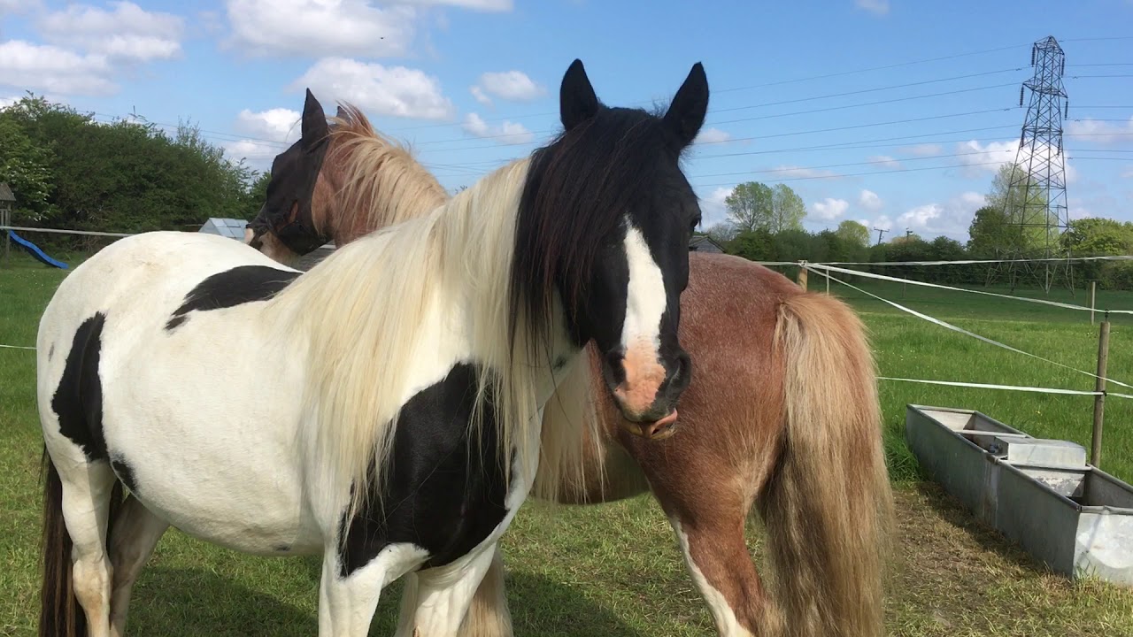 horses grooming each other YouTube