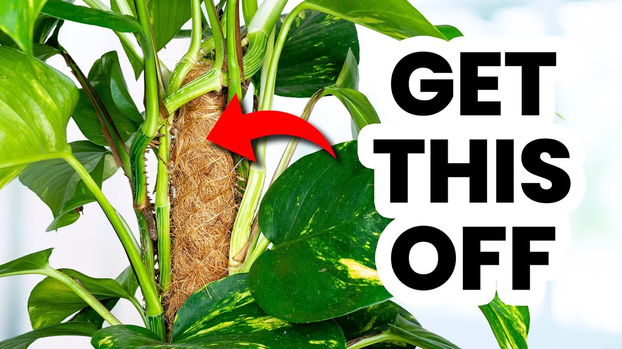 10 Common Mistakes To Avoid That Kill Pothos Plants