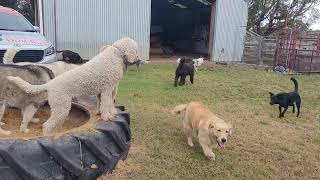 Tuesday Pack - 09.04.2024 - Doggy Daycare Warrnambool by Doggy Daycare Warrnambool 953 views 3 weeks ago 2 minutes, 52 seconds