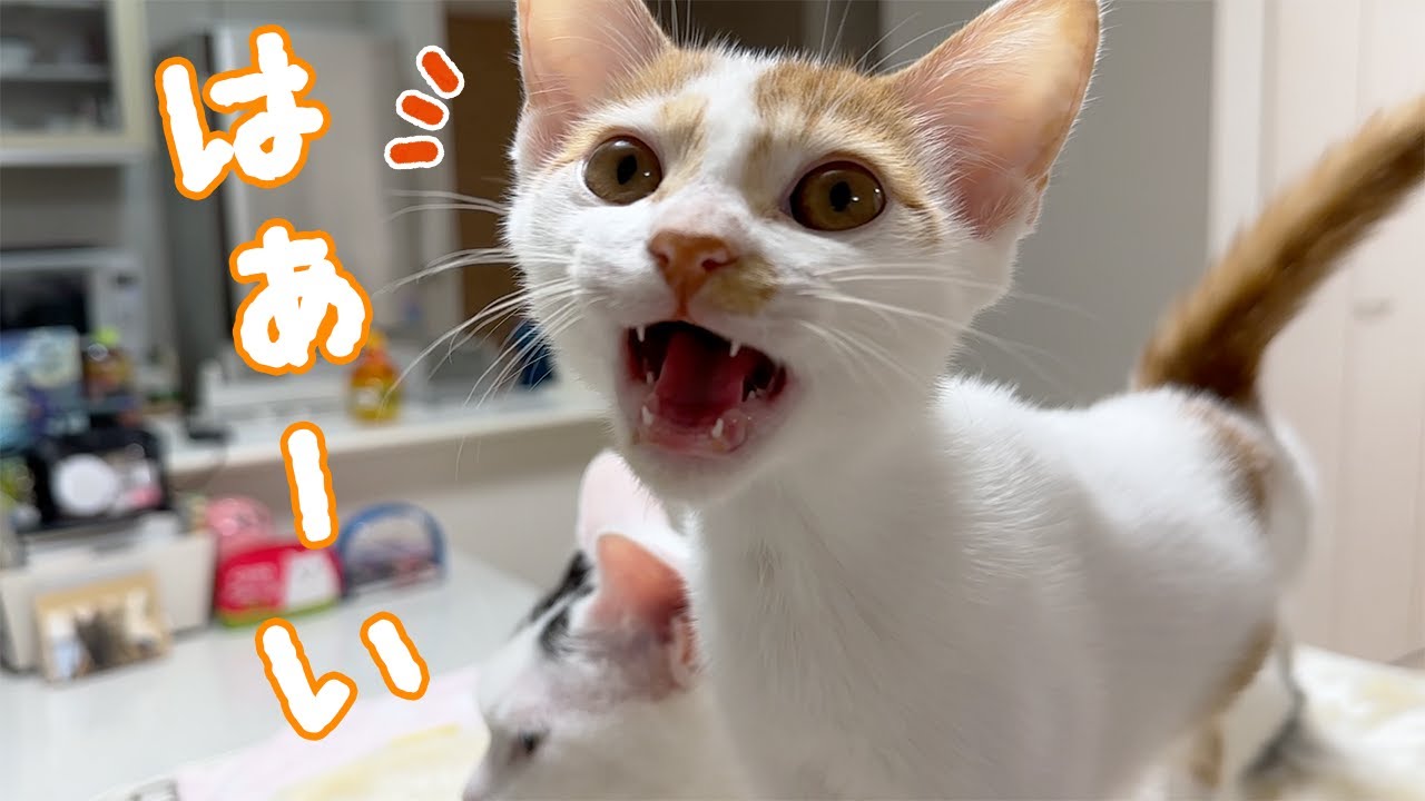 全部にお返事してくれる子猫トロくん！