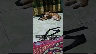 Thus Is Nganthuk cat