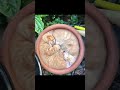 purr-fect cat aligned... #satisfying #perfectthingssatisfying #oddlysatisfying #perfection #relaxing