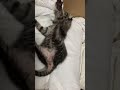 子猫の腹踊りが面白すぎた
