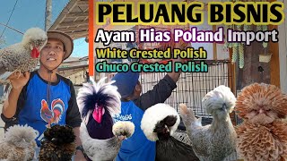 cerita sukses berternak ayam Poland Import ||White Cristed dan Chuco Cristed #ayamimport #bondowoso