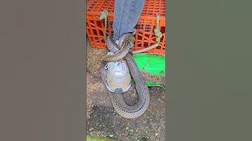 When a Giant Snake Wraps Around a Leg — Unbelievable Real Footage! #shorts #snake #snacks #wildlife