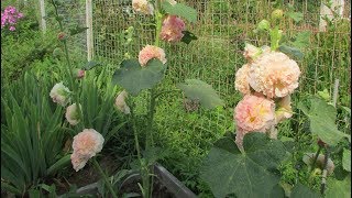 Мальва (Шток-роза): выращивание и уход