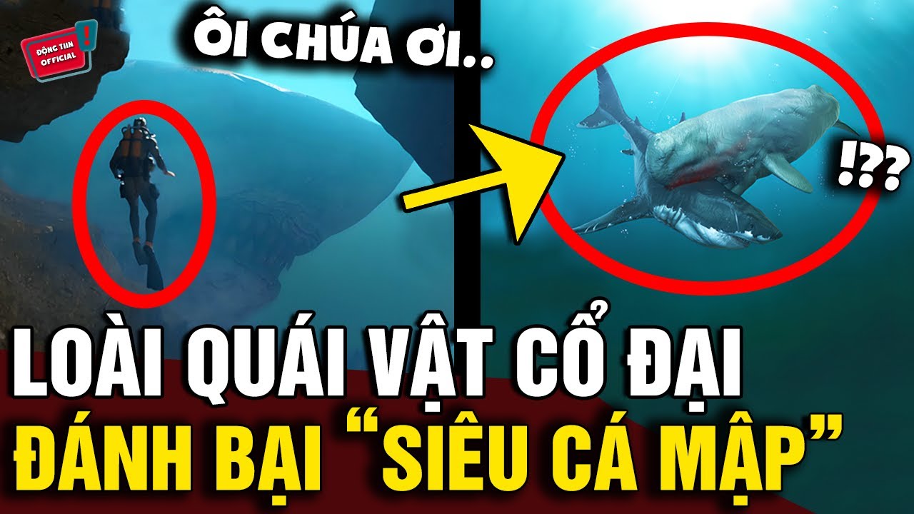 Cận cảnh loài 'QUÁI VẬT CỔ ĐẠI' có khả năng đoạt mạng 'SIÊU CÁ MẬP' 100 tấn MEGALODON | Động Tiin