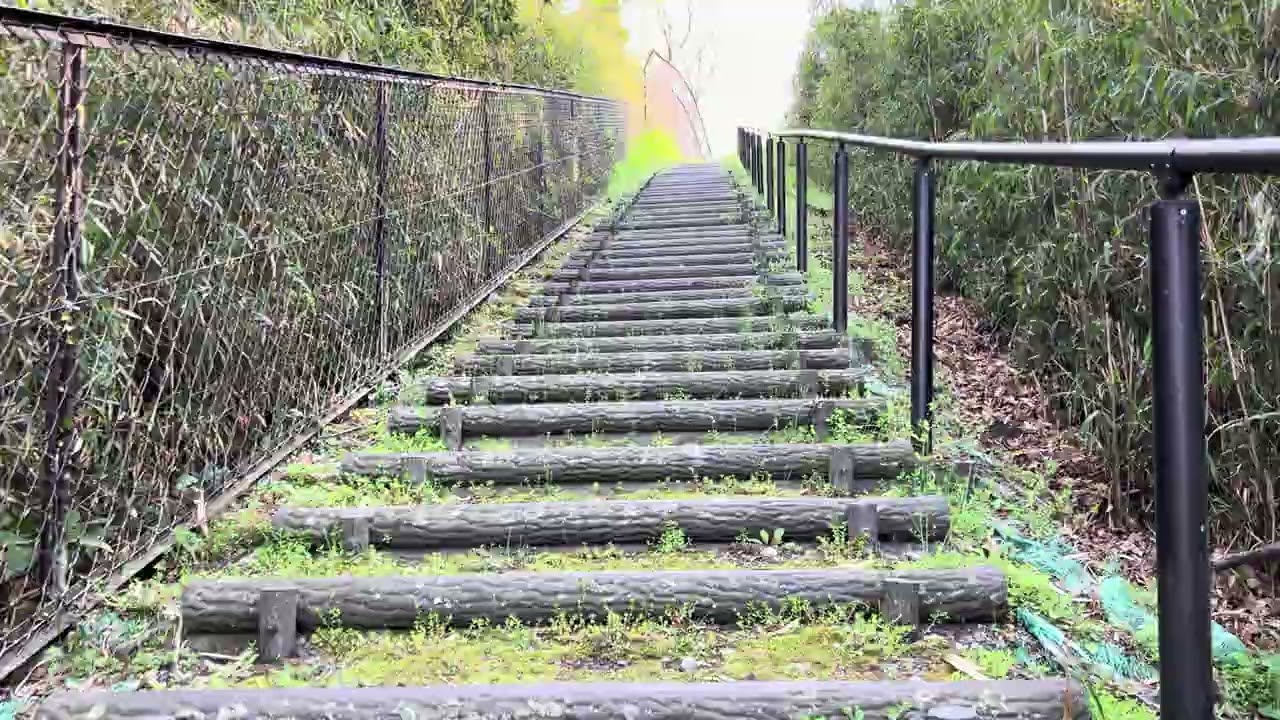 🇯🇵【埼玉県東松山市】ばんどう山緑地を歩く【散歩#73】